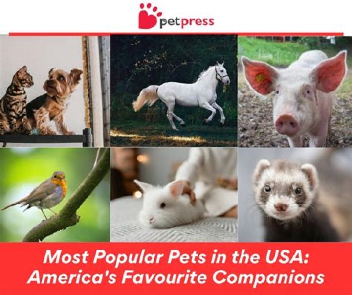 America's Favorite Pet: Exploring the Heartwarming Bond Between Humans and Their Beloved Companions