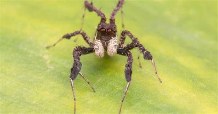 Are Spiders Intelligent? Exploring the Cognitive Abilities of These Eight-Legged Creatures