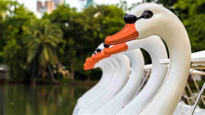 Discover the Allure of Swan Boat Club: A Comprehensive Guide