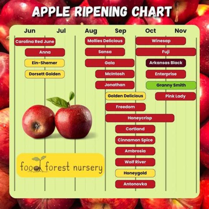 Discover the Best Apple Picking Spots in Slovenia