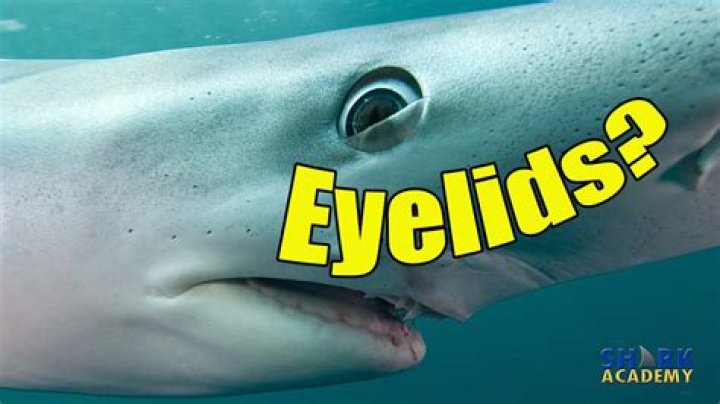 Do Sharks Have Good Eyesight? Unlocking the Secrets of Their Vision