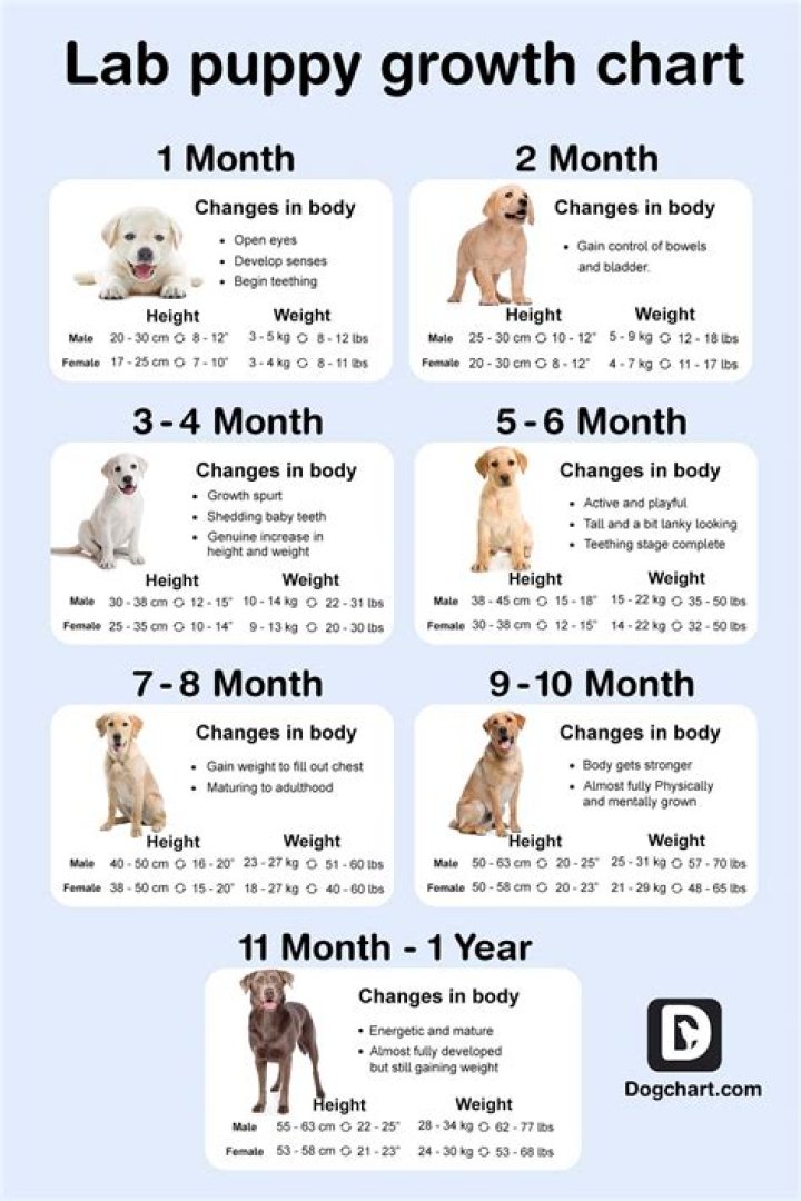 English Lab Puppies: The Ultimate Guide to Choosing, Raising, and Caring for Your New Companion
