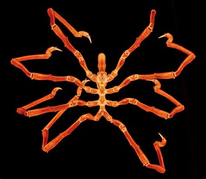 How Smart Are Spiders? Unveiling the Intelligence of These Eight-Legged Creatures