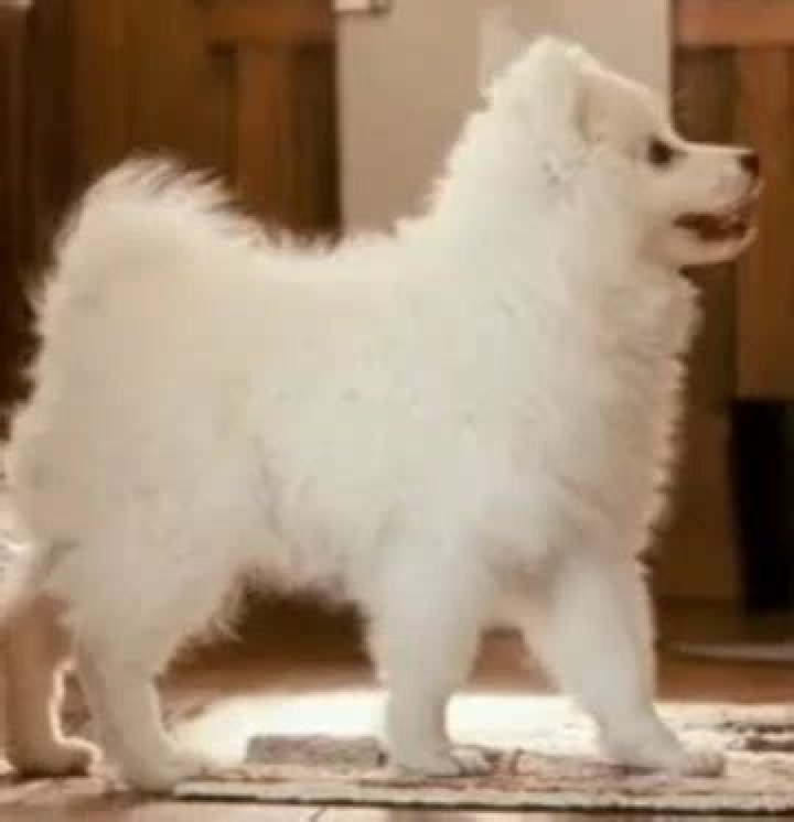 Kevin From The Proposal Dog: The Heartwarming Story of Man's Best Friend