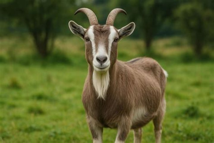 Oshkosh Free Goats: A Unique Initiative to Tackle Overgrown Landscapes