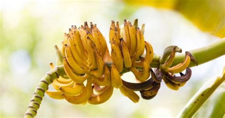 The Truth Revealed: Is a Banana a Berry of Nature?