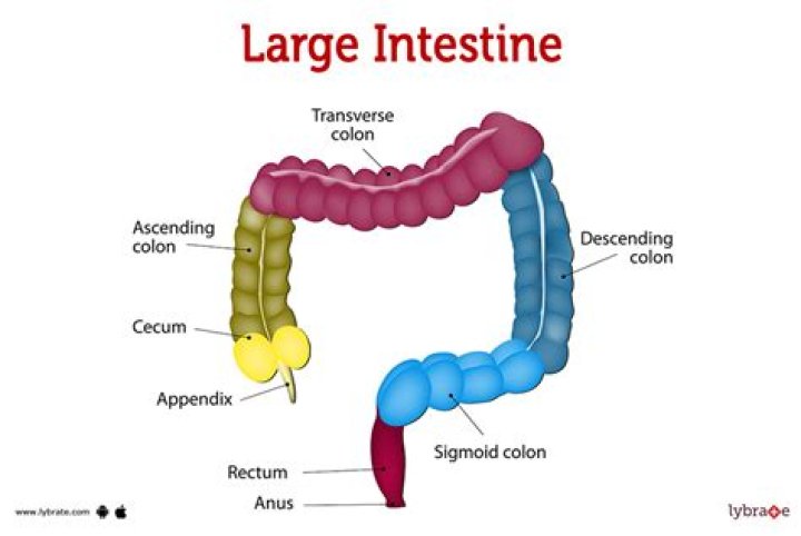 Unleashing the Power of the Colon Boxer: A Comprehensive Guide