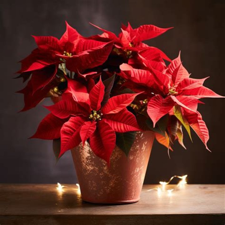 Unveiling the Enchantment of the Christmas Flower: A Comprehensive Guide