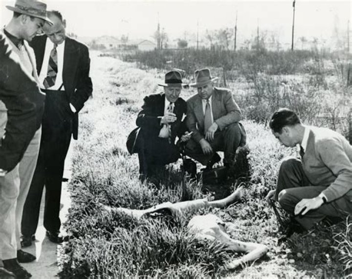 Unveiling the Mystery: Black Dahlia Crime Pictures and Their Lasting Impact